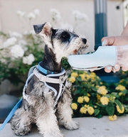 2 IN 1 PORTABLE PET FEEDER - BLUE